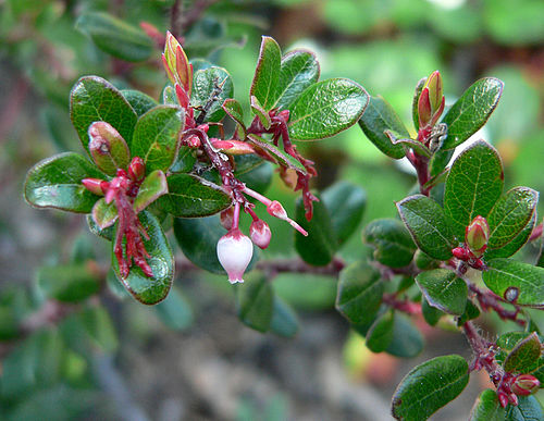 Arctostaphylos nummularia